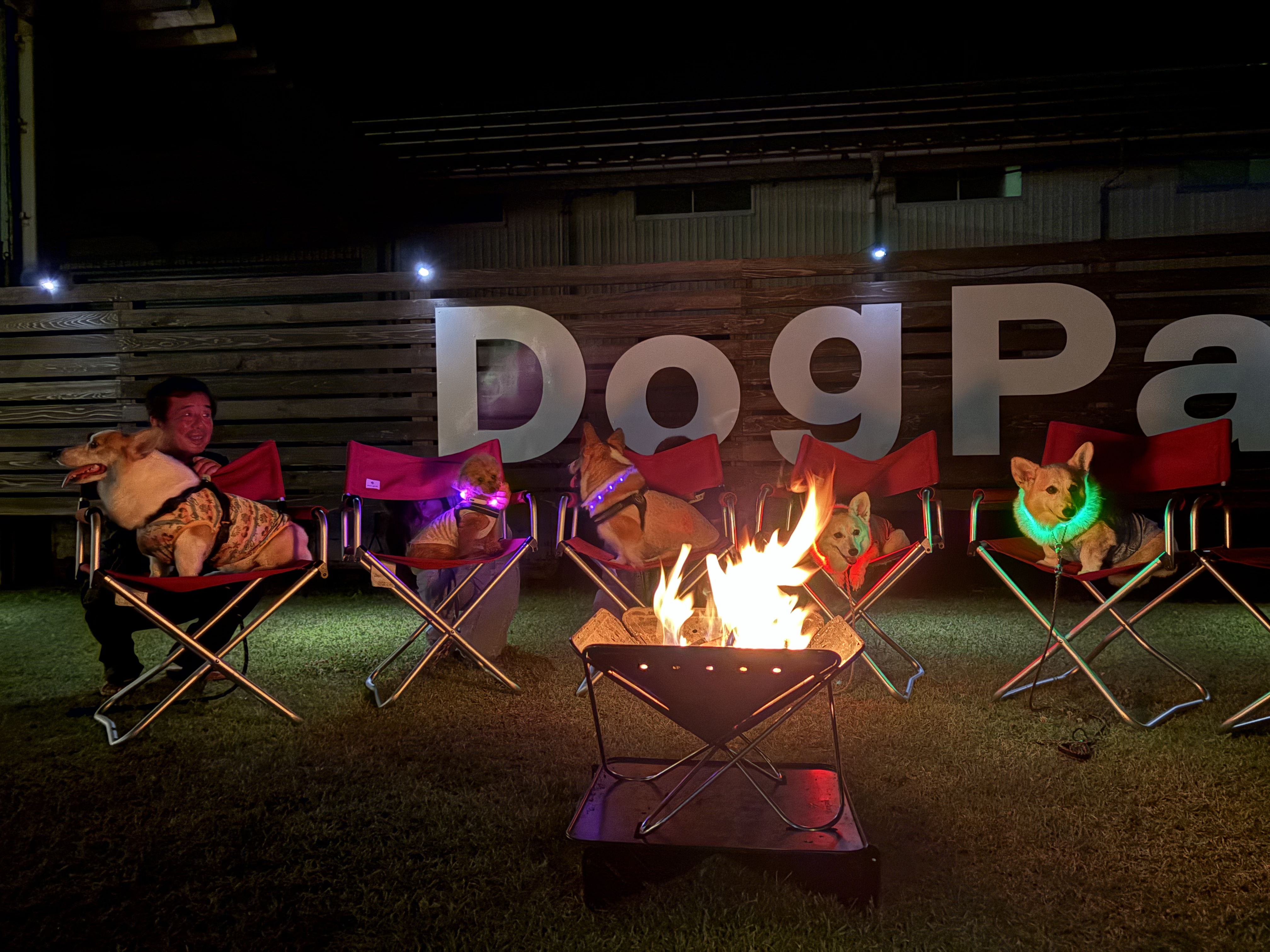 NIGHT DOG RUN